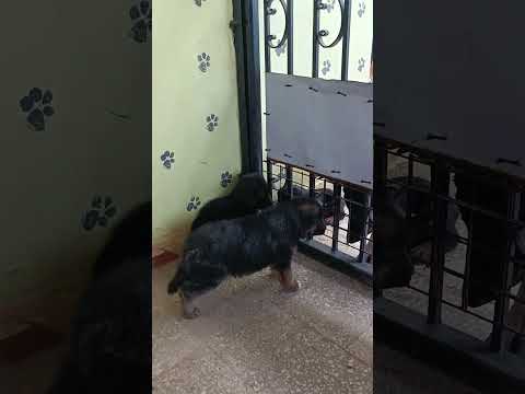 الجراوي بتتعرف علي بعض 