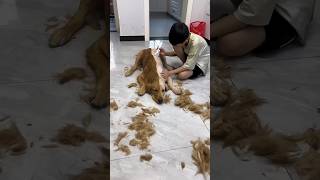 This boy made the dog half blad 😀😀 #shorts #youtubeshorts