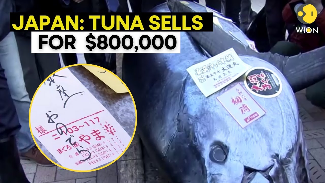 ト*ト様 【世界限定60台】Fish Ciurcuits Exploration Tuna fish
