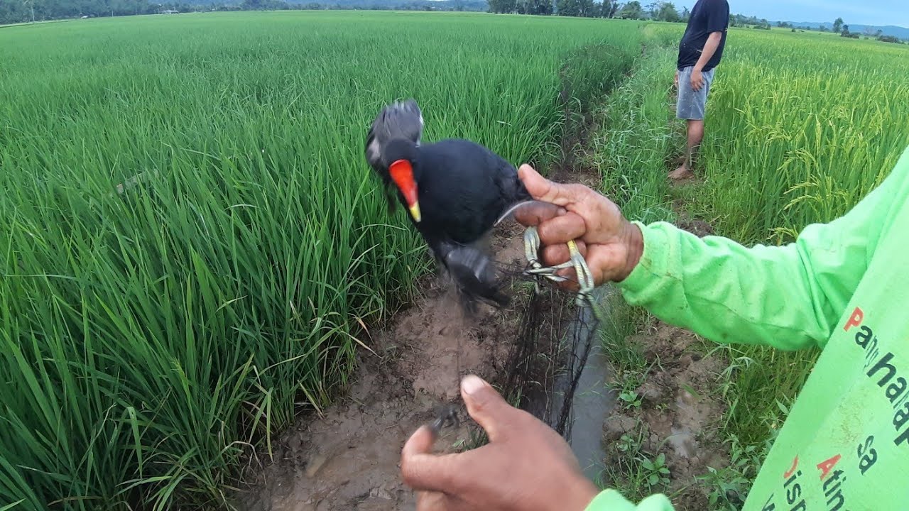 LAMBAT NG IBON TIKLING WATER HEN MOONHEN - YouTube