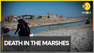 Drought decimates fish in Iraq’s southern marshes | WION Climate Tracker