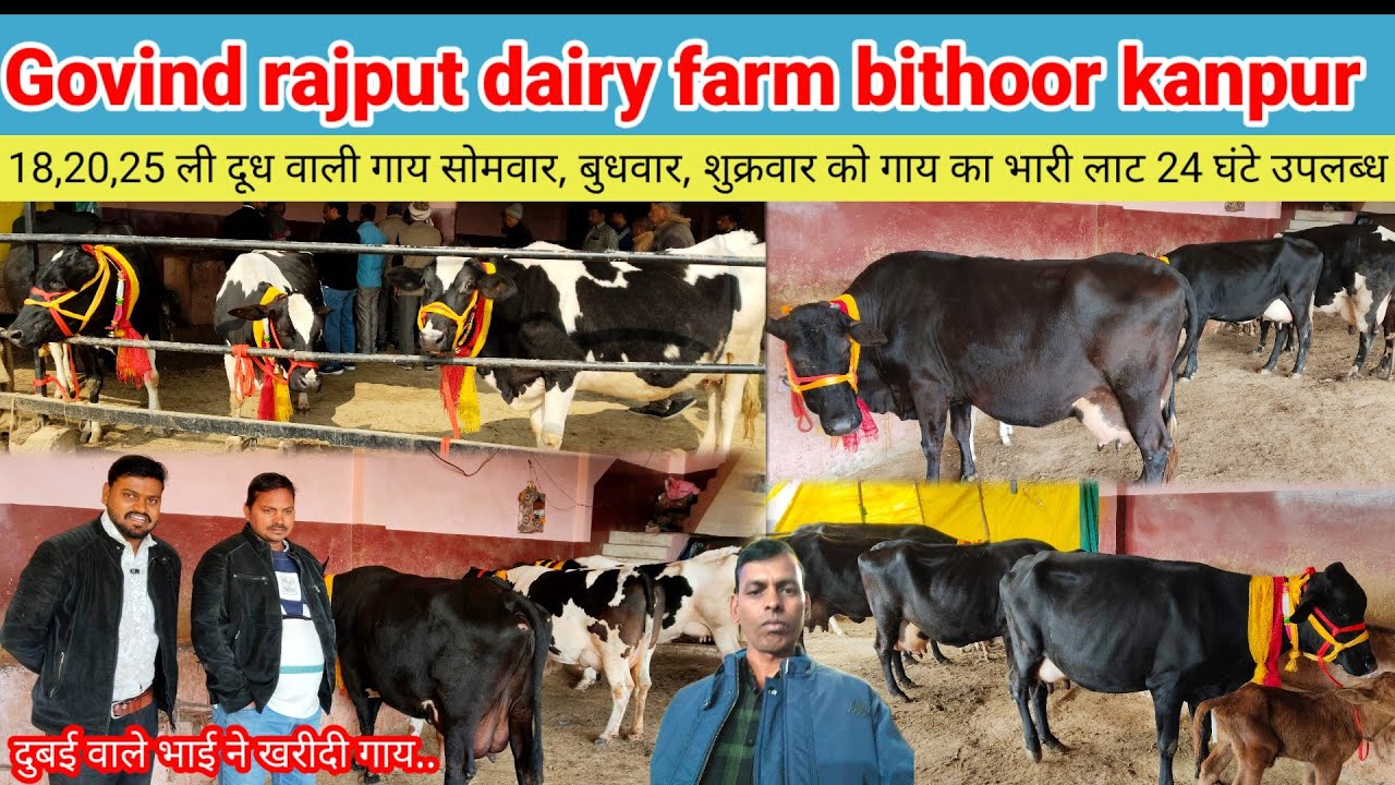 Govind rajput dairy farm bithoor | HF sahiwal Jersey cow | milk capacity 25 litre 