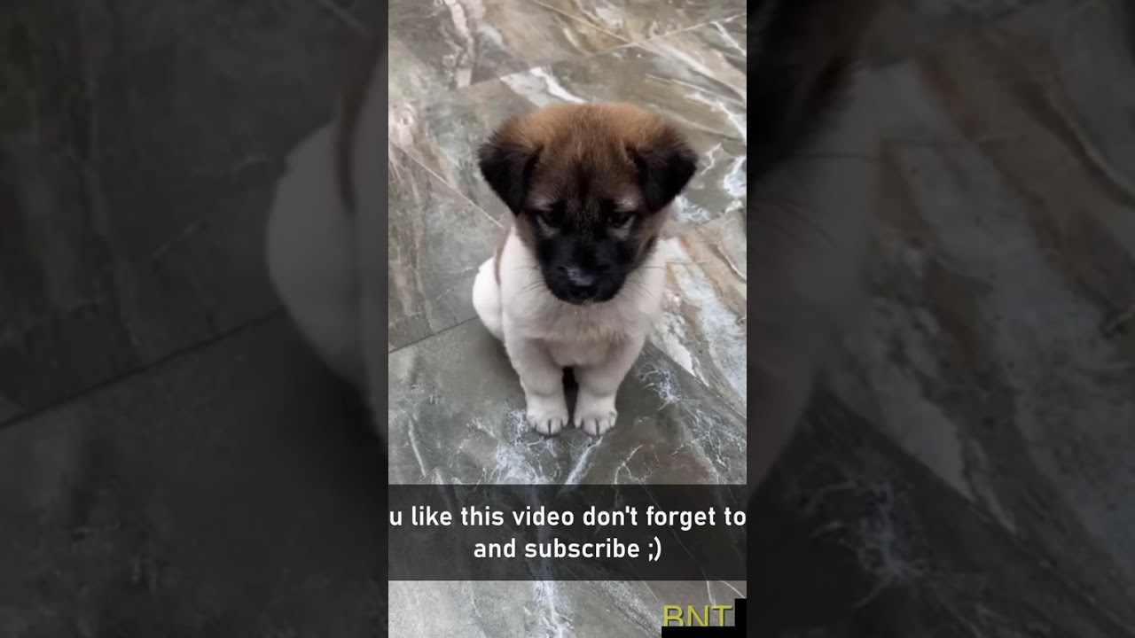 Born to be a star! 🌟🐶 #shorts #funnyanimals