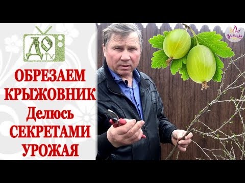 КРЫЖОВНИК: ПРАВИЛЬНАЯ ОБРЕЗКА куста, ОБРАБОТКА от БОЛЕЗНЕЙ и БЫСТРОЕ  РАЗМНОЖЕНИЕ