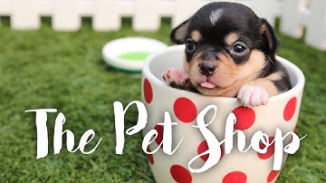 How to Run a Successful Pet Shop - Tips from a Small Business Owner