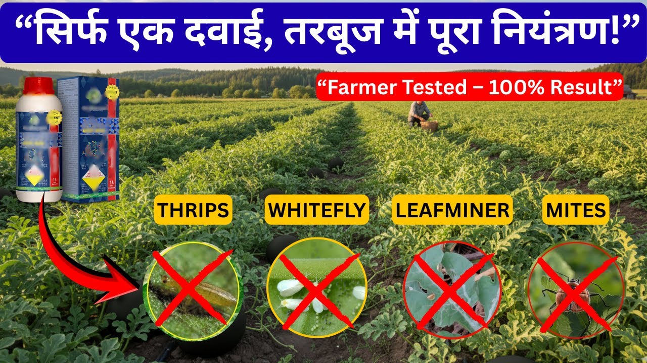 Tarbuj ke Aphids, Thrips, Leaf Miner Control Ka Best Tarika 