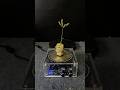TESLA COIL VS BOILED POTATOES AND PLANTS