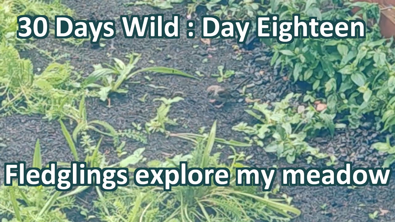 Watching new behaviour from my sparrow fledglings during 30 Days Wild