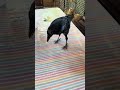 Рацион Жоры очень совпадает с рационом Сони😁 #new #животные#crow #love #лесной #милота #like #кино