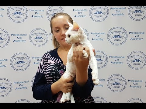 клуб кошек хабаровск Клип №0800 - выставка кошек PCA online