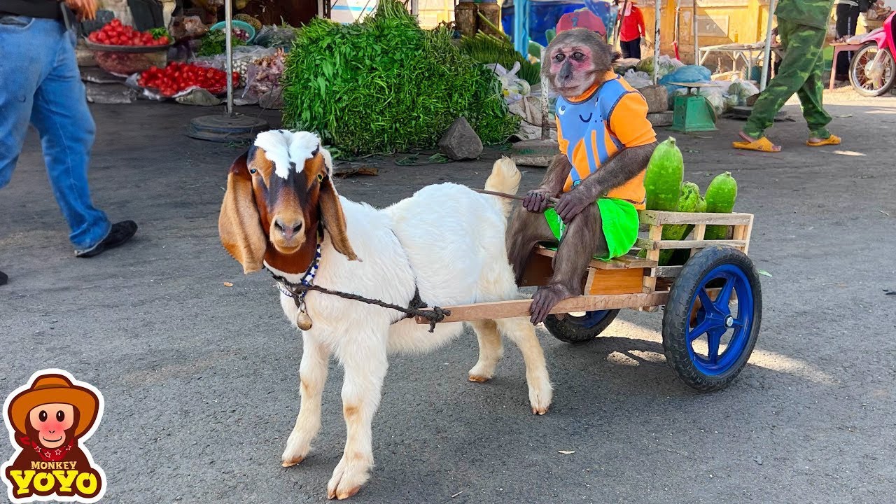 YoYo JR takes the goat to harvest fruit to sell