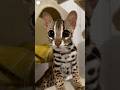 ESTOS SON LOS GATOS MÁS CAROS DE TODO EL MUNDO 🌍 💸