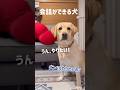リアルに会話ができる犬★#shorts #labradorretriever #ラブラドールレトリバー #可愛い #癒し #アニマルコミュニケーション #大型犬 #ぼんちゃん