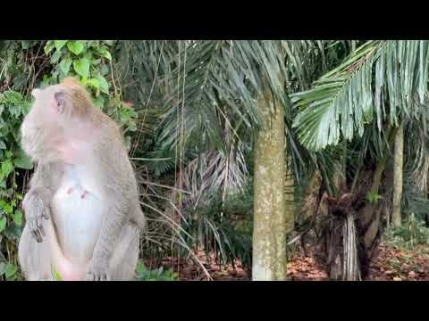 REAKSI MONYET LIAR/Suara monyet memanggil temannya/suara monyet/suara pikat anak monyet paling ampuh
