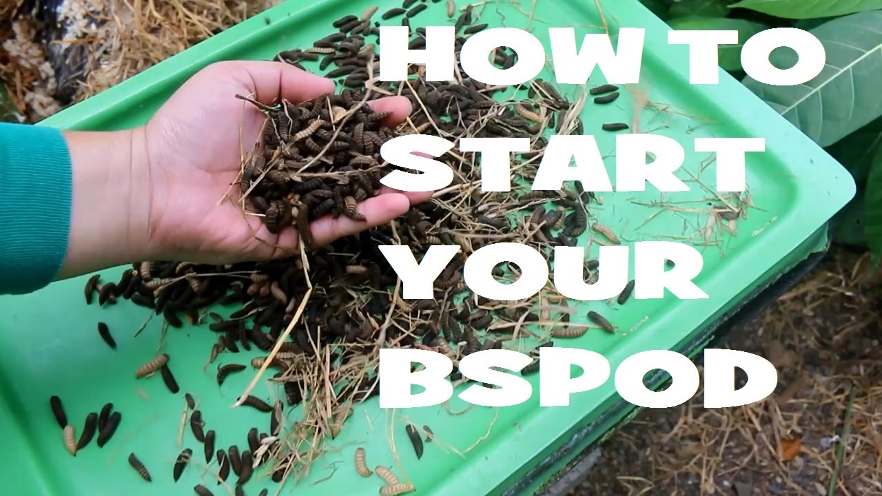 Black Soldier Fly Larvae Pod, Composting with your BSPOD YouTube
