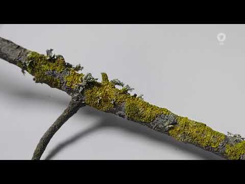 Miniatura wideo: Sachgeschichte - Flechten