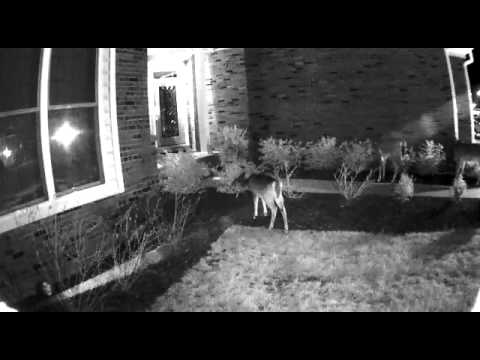 arlo 2 night vision