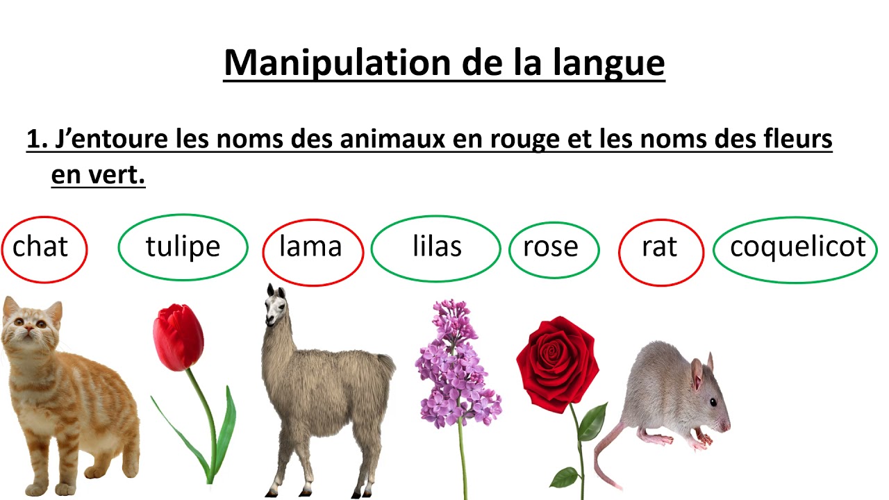 Évaluation diagnostique et révision CE1