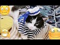 Funniest Animals #80 Funny Cats videos ever 2023 Funny cat - sailor ¡Gato divertido - marinero #cat