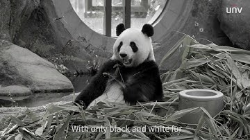 Do Animals dream? ColorHunter Makes It Possible.