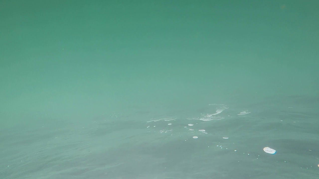 Dolphin noises with Seafari Adventures