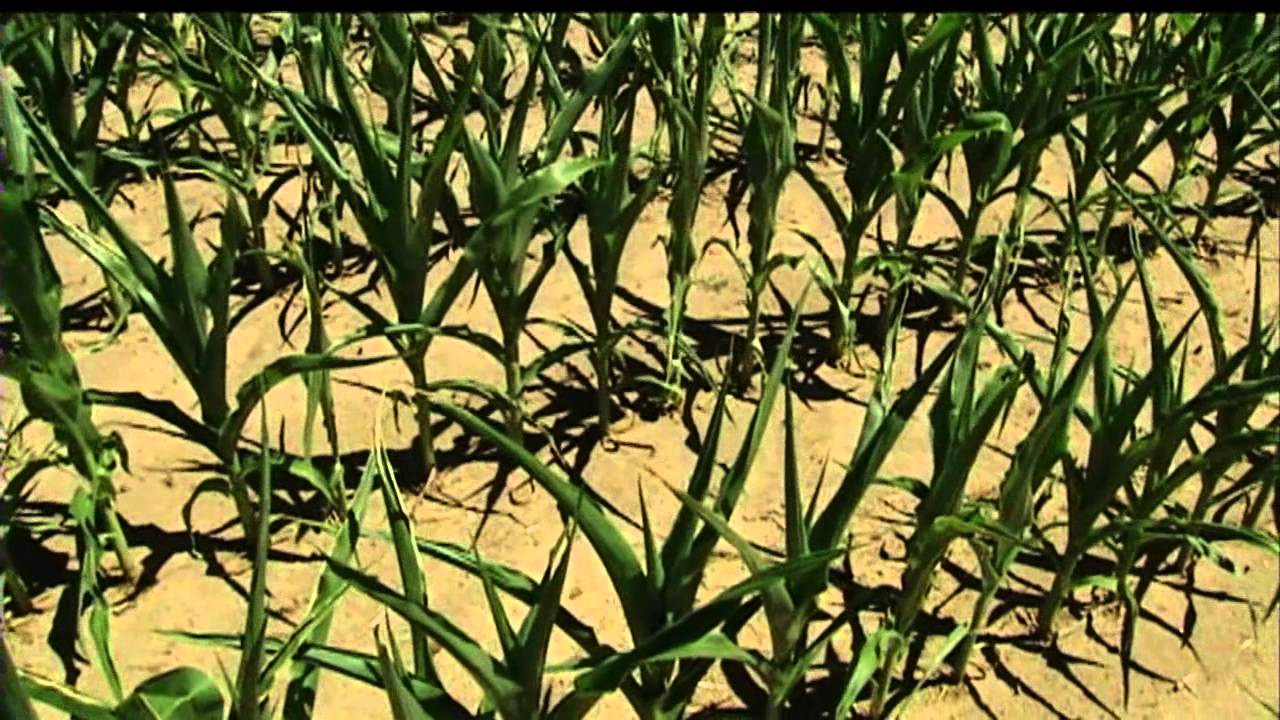 Farmers' crops struggling with lack of rain