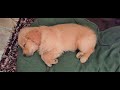 Cute Golden Retriever Puppy 🐕 🐾