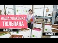 Наша УПАКОВКА ТЮЛЬПАНА.