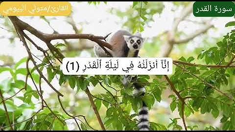 سورة القدر  القارئ متولي البيومي