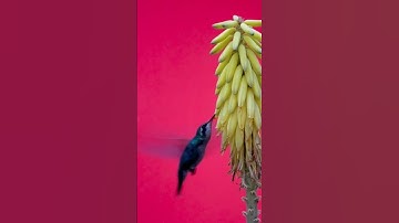 The humming bird drinks the plant