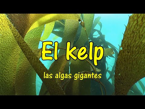 Video: Que Es El Kelp