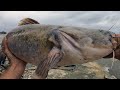 Flathead Catfish From Very Rough Hurricane Water