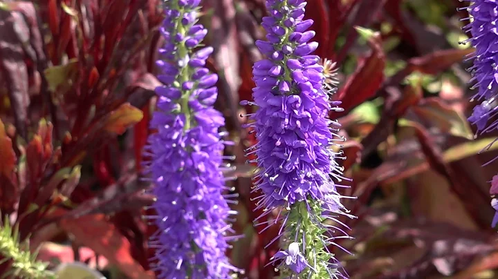 How To Grow  The Perennials Salvia and Veronica