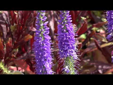 How To Grow The Perennials Salvia And Veronica