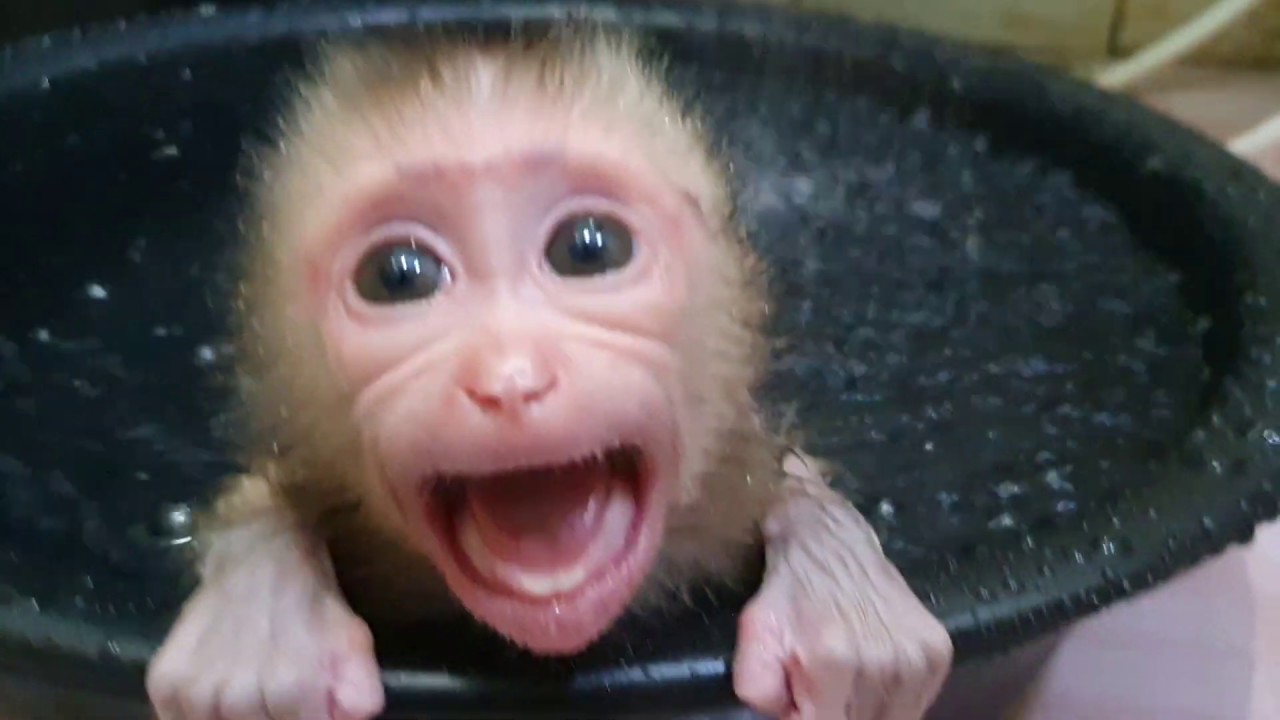 Super Crying Loud Aba ! What Make Baby Aba Crying Loudly? Cannot Stop ...