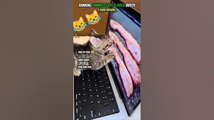 Video 11691591: cat funnycats animals, cats catlover, cat best funny animal, best cat food