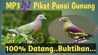 Suara Pikat Burung Punai Gunung