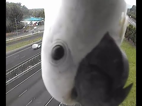 Cockatoo Photobombs Traffic Camera in Australia!