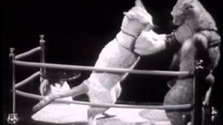 Classic Old Cat Boxing Match