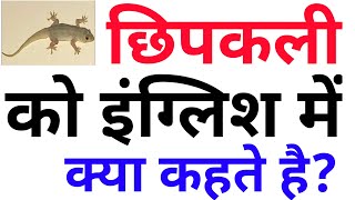 छिपकली को इंग्लिश में क्या कहते है?? Chhipakali  ka English meaning kya hota hai Daily uses words