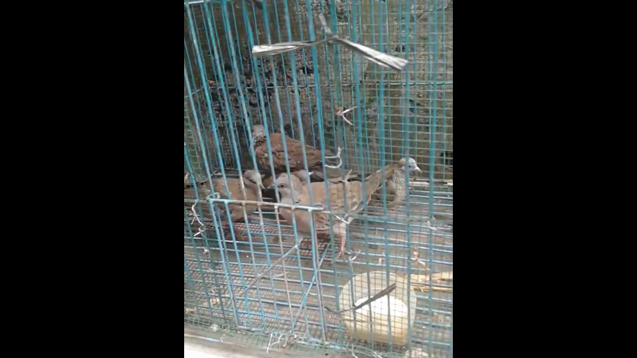 burung perkutut dan tekukur terbaik 