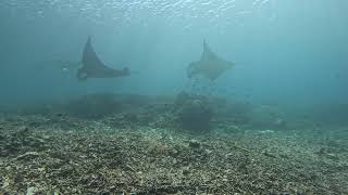Manta ray (Mobula birostris)
