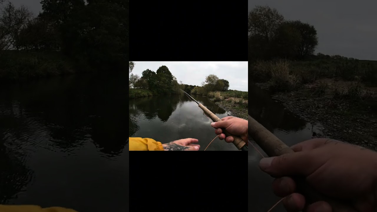 Sea trout fly fishing the river wear bishop Auckland angling club 