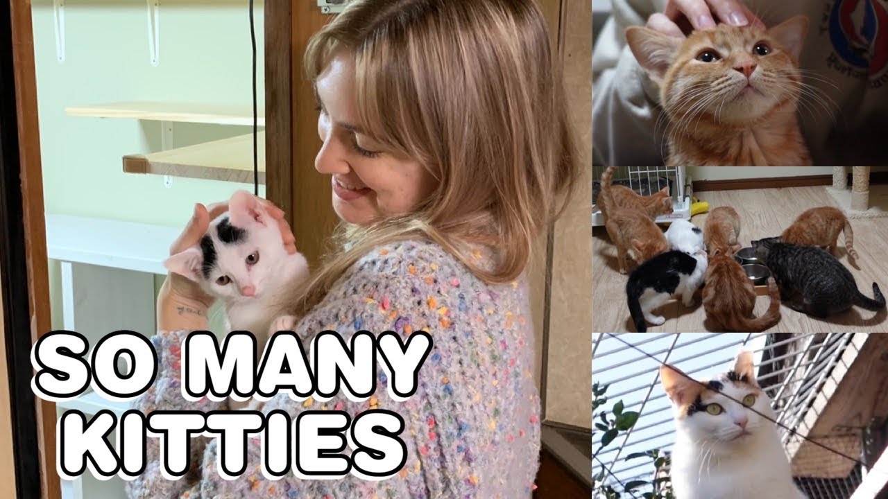 Let’s visit the JAPAN CAT NETWORK all about adopting, fostering and