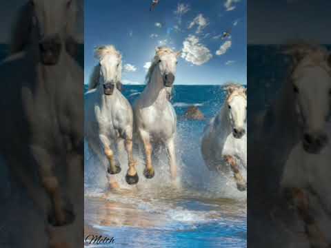 Música y fantasía 8 Sergey grischuk -  Freedom (libertad)