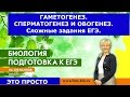 Гаметогенез у животных. Все очень просто. Сперматогенез и овогенез.ЕГЭ и ОГЭ по биологии