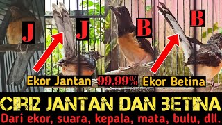 Perbedaan trotol jantan dan betina‼️usia 1-3 bulan‼️dari ujung ekor, kepala, suara, mata, dan bulu‼️