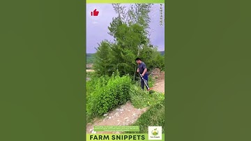 Effortless Grass Cutting – Tool That Does It All! 🌱✨