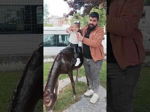 اركب الحنطور