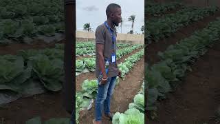 Cabbage farming by GOLDEN RIPPLE RESOURCES FARM ENTERPRISES 48 views 1 month ago 2 minutes, 40 seconds